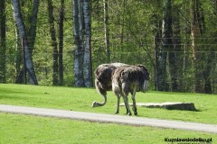 Kuznia-w-siodelku-ZOO-Ostrawa-17