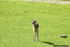 Kuznia-w-siodelku-ZOO-Ostrawa-19