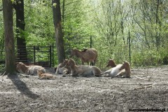 Kuznia-w-siodelku-ZOO-Ostrawa-3