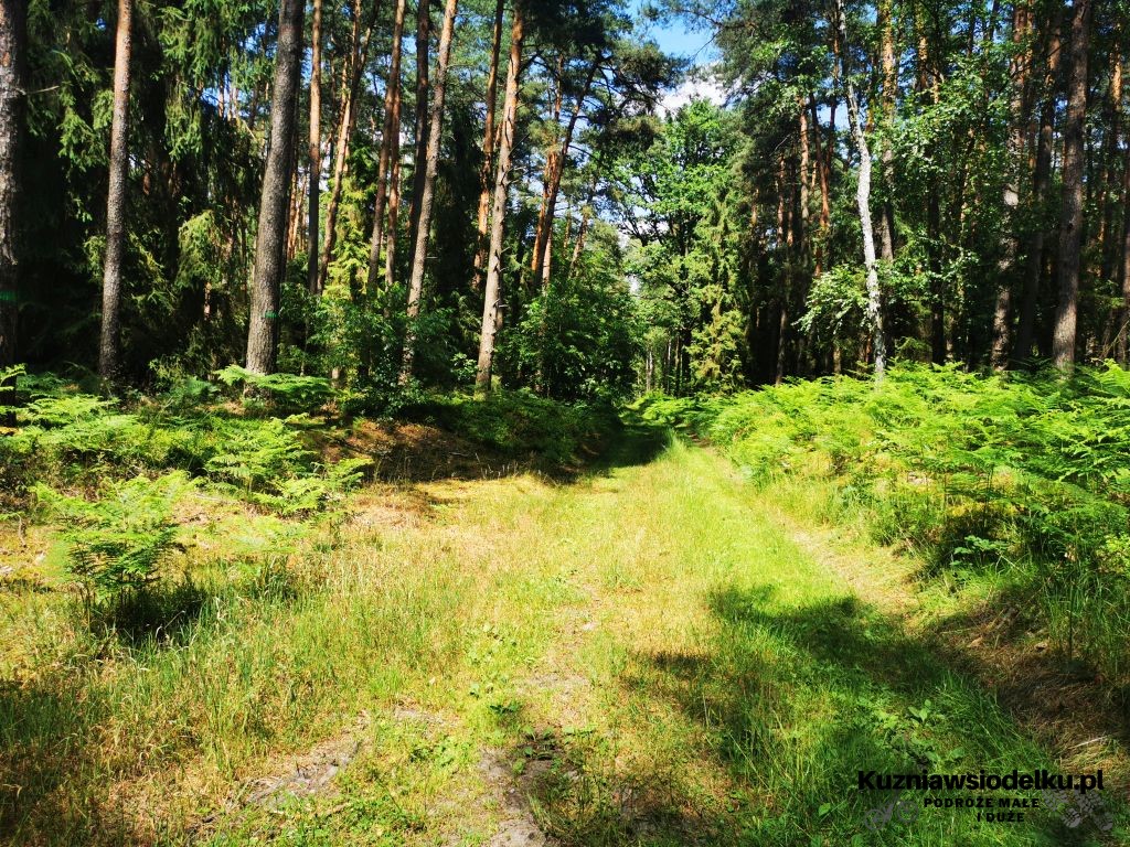 Skrzyżowanie torów kolejowych